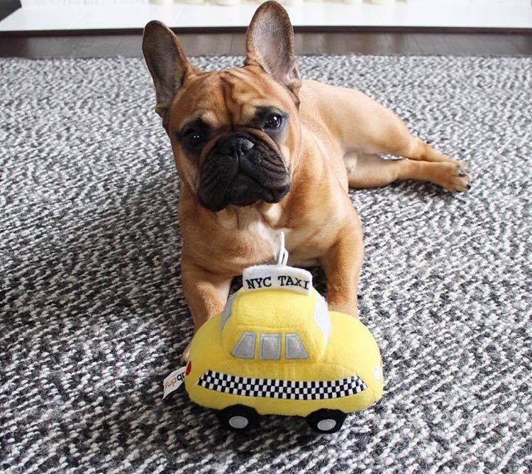 Fab Dog - NYC Taxi Dog Toy - Image 3