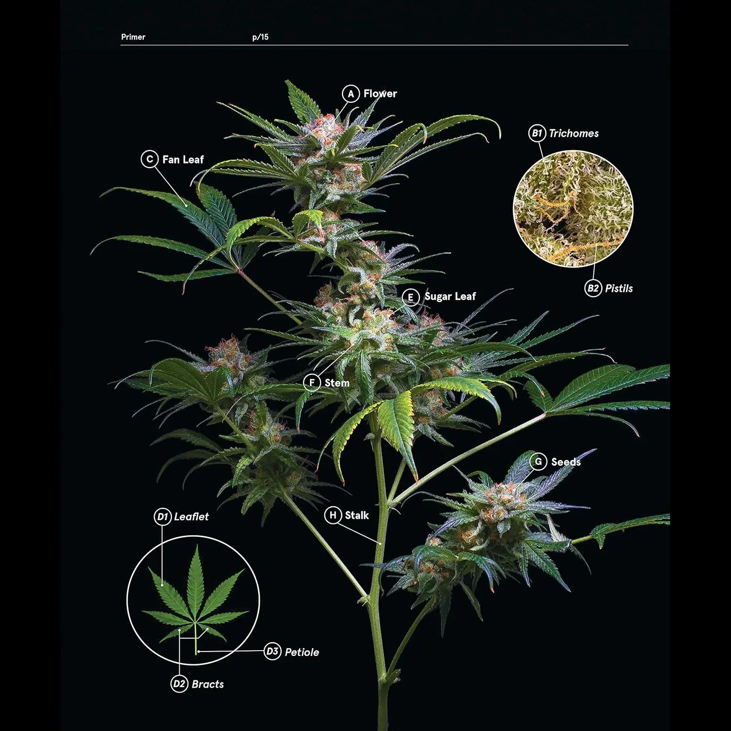 Green: A Field Guide to Marijuana - Image 2