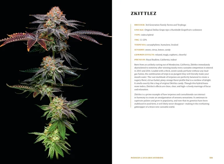 Higher - Image 3