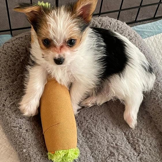 Paw:20 - B Cute Blunt Dog Toy - Image 10