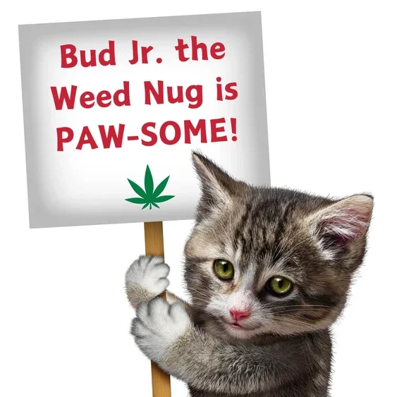 Paw:20 - Bud Jr The Nug Cat Toy - Image 9