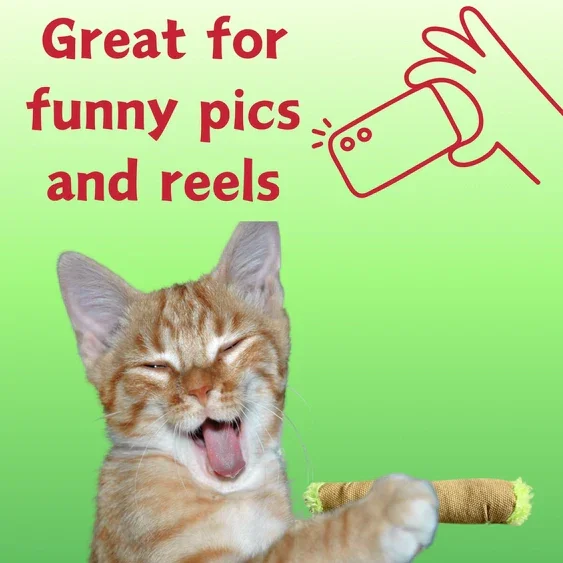 Paw:20 - Lil B The Blunt Cat Toy - Image 5