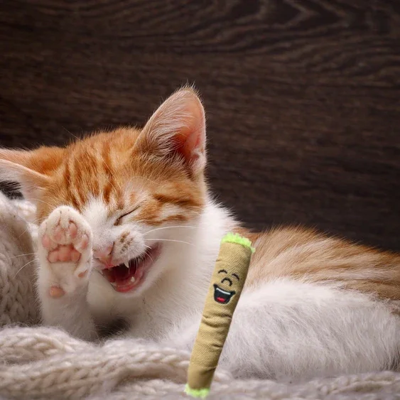 Paw:20 - Lil B The Blunt Cat Toy - Image 8