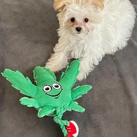 Paw:20 - MJ The Weed Leaf Dog Toy - Image 10