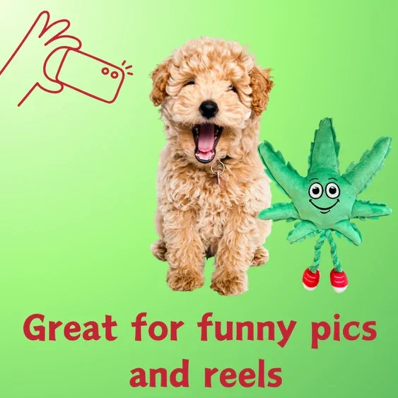 Paw:20 - MJ The Weed Leaf Dog Toy - Image 7