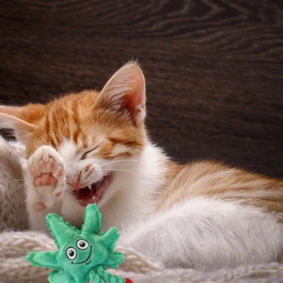Paw:20 - Lil MJ The Weed Leaf Cat Toy - Image 9
