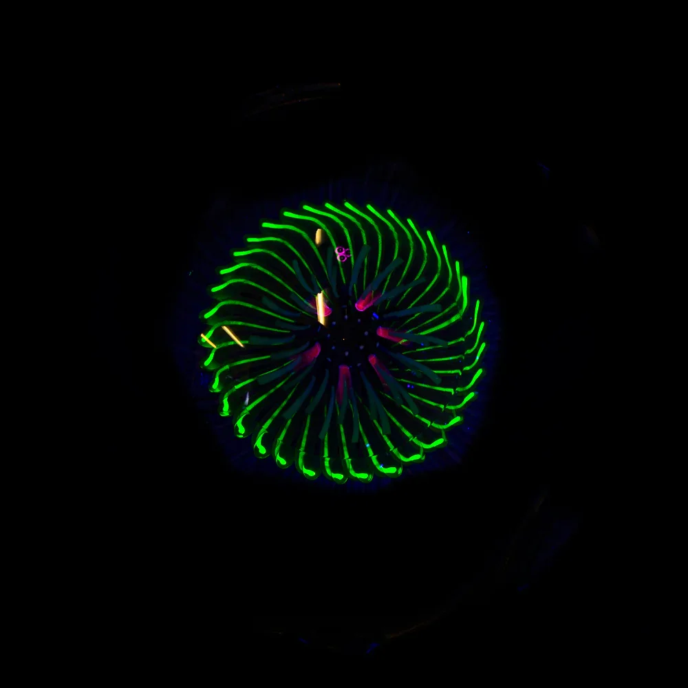 Ponder The Orb: John Bridges x Tim Keyzers - Image 6