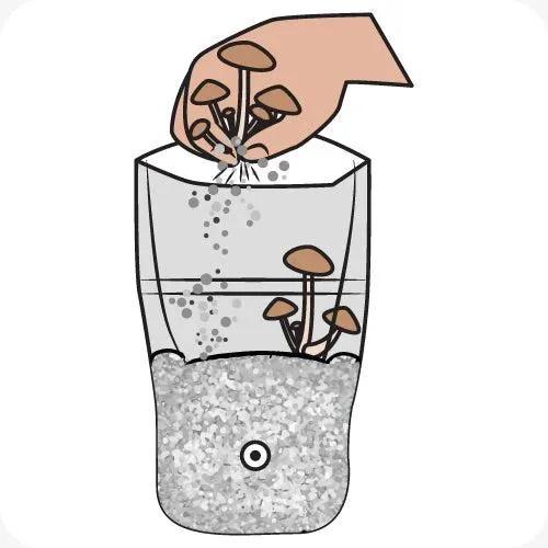 Shrüm - All In One Mushroom Grow Kit - Image 9